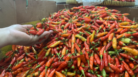 Pedagang menata cabai merah dan cabai rawit di pasar tradisional. Harga cabai mengalami kenaikan signifikan akibat pasokan berkurang dan cuaca ekstrem di sejumlah daerah.
(Credit Foto: Antara)