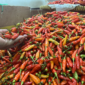 Pedagang menata cabai merah dan cabai rawit di pasar tradisional. Harga cabai mengalami kenaikan signifikan akibat pasokan berkurang dan cuaca ekstrem di sejumlah daerah.
(Credit Foto: Antara)
