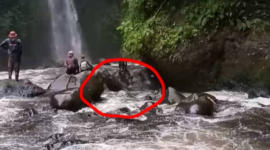 Proses PencarianWarga Kerinci Hanyut di Sungai Pulau Lebar Solok Selatan.
(Foto: Cuitan.id)