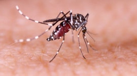 Nyamuk Aedes aegypti sebagai vektor utama penularan demam berdarah dengue (DBD) yang masih menjadi ancaman kesehatan masyarakat di Indonesia.