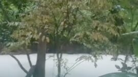 Foto: Air sungai di Tangsel mendadak putih dampak kebakaran pabrik. (Dok. screenshot video viral)