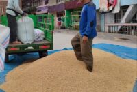 Harga Gabah Kusut Putih di Sungai Penuh Tembus Rp9.500/kg