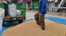 Harga Gabah Kusut Putih di Sungai Penuh Tembus Rp9.500/kg