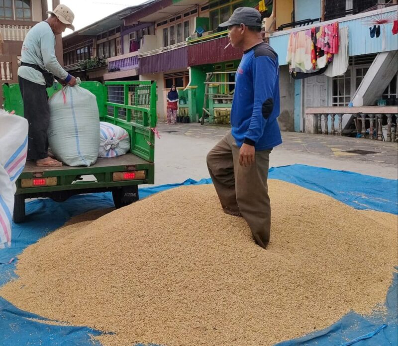 Harga Gabah Kusut Putih di Sungai Penuh Tembus Rp9.500/kg