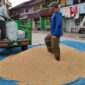 Harga Gabah Kusut Putih di Sungai Penuh Tembus Rp9.500/kg