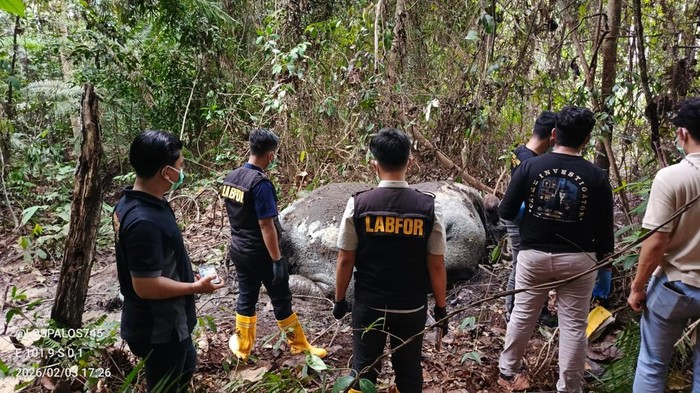 Gajah Mati di Pelalawan Riau. Foto: (dok. Kemenhut)