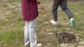 Tangkapan layar video seekor kucing ditendang oleh seorang pria di Kabupaten Blora. Foto: Dok Instagram @faridaarz