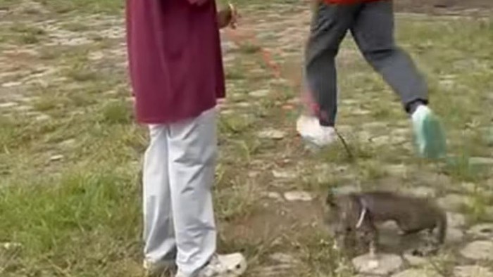 Tangkapan layar video seekor kucing ditendang oleh seorang pria di Kabupaten Blora. Foto: Dok Instagram @faridaarz