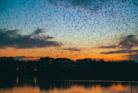 Viral Ribuan Burung Gagak Gelapkan Langit Tel Aviv, Fenomena Alam atau Pertanda?