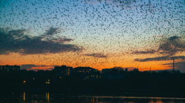 Viral Ribuan Burung Gagak Gelapkan Langit Tel Aviv, Fenomena Alam atau Pertanda?