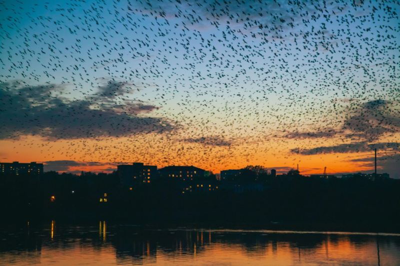 Viral Ribuan Burung Gagak Gelapkan Langit Tel Aviv, Fenomena Alam atau Pertanda?