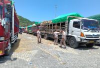 Distribusi Ternak NTB 2026 Makin Lancar, Ini Rahasia di Baliknya! (Poto : dok. Pemprov.NTB )