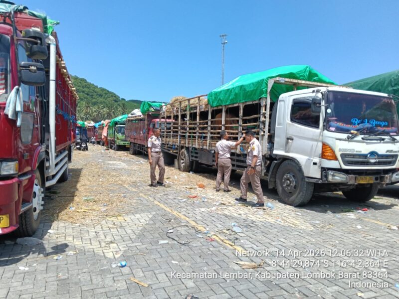 Distribusi Ternak NTB 2026 Makin Lancar, Ini Rahasia di Baliknya! (Poto : dok. Pemprov.NTB )