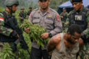 Satgas TNI-Polri Temukan Ladang Ganja Siap Panen di Pegunungan Bintang (ilustarsi AI)