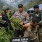 Satgas TNI-Polri Temukan Ladang Ganja Siap Panen di Pegunungan Bintang (ilustarsi AI)