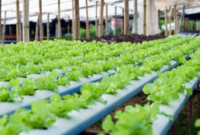 IRT di Situbondo Raup Rp 2 Juta per Bulan dari Hidroponik di Lahan Sempit ( Poto : dok.Kebun Pintar )