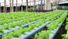 IRT di Situbondo Raup Rp 2 Juta per Bulan dari Hidroponik di Lahan Sempit ( Poto : dok.Kebun Pintar )