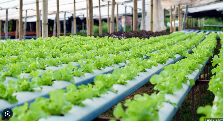 IRT di Situbondo Raup Rp 2 Juta per Bulan dari Hidroponik di Lahan Sempit ( Poto : dok.Kebun Pintar )