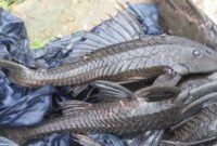 Ikan sapu-sapu di sungai, hama invasif pengancam ekosistem (Foto: Juan Carlos Caicedo Hernández/iNaturalist/CC BY 4.0)