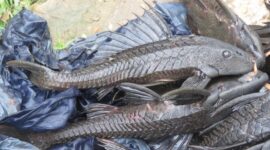 Ikan sapu-sapu di sungai, hama invasif pengancam ekosistem (Foto: Juan Carlos Caicedo Hernández/iNaturalist/CC BY 4.0)