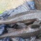Ikan sapu-sapu di sungai, hama invasif pengancam ekosistem (Foto: Juan Carlos Caicedo Hernández/iNaturalist/CC BY 4.0)