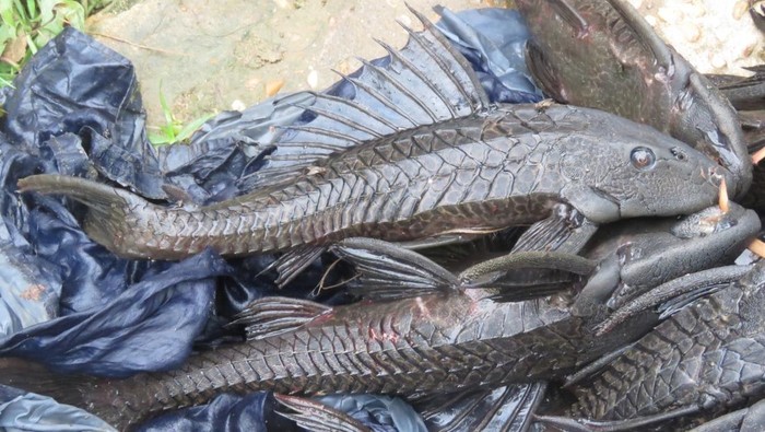 Ikan sapu-sapu di sungai, hama invasif pengancam ekosistem (Foto: Juan Carlos Caicedo Hernández/iNaturalist/CC BY 4.0)