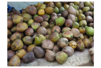 Investor Jerman dan Belgia Tertarik Kembangkan Hilirisasi Kelapa di Jambi( dok.Rumah Sabut )