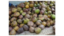 Investor Jerman dan Belgia Tertarik Kembangkan Hilirisasi Kelapa di Jambi( dok.Rumah Sabut )