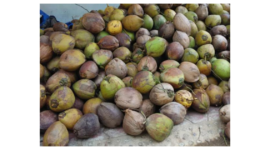 Investor Jerman dan Belgia Tertarik Kembangkan Hilirisasi Kelapa di Jambi( dok.Rumah Sabut )