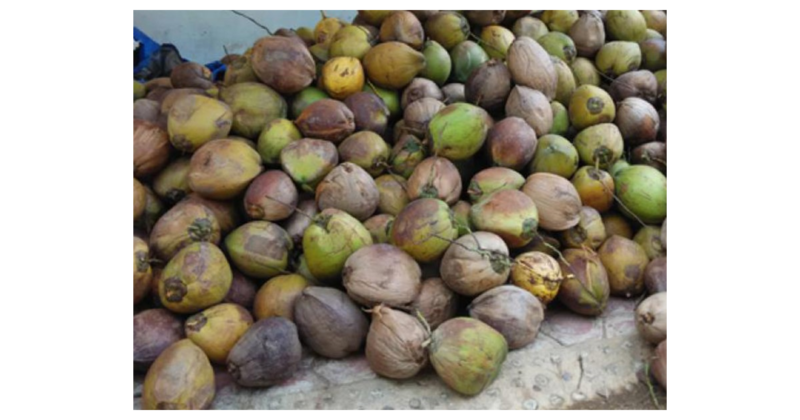 Investor Jerman dan Belgia Tertarik Kembangkan Hilirisasi Kelapa di Jambi( dok.Rumah Sabut )