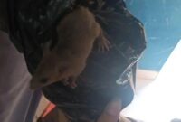 Tikus yang keluar dari boks berisi ompreng MBG di SMKN 8 Semarang. (Tangkapan layar Instagram @dinaskegelapan_kotasemarang)