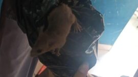Tikus yang keluar dari boks berisi ompreng MBG di SMKN 8 Semarang. (Tangkapan layar Instagram @dinaskegelapan_kotasemarang)