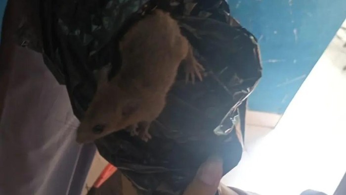 Tikus yang keluar dari boks berisi ompreng MBG di SMKN 8 Semarang. (Tangkapan layar Instagram @dinaskegelapan_kotasemarang)