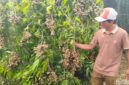 Yulianto Sulap Lahan Jadi Kebun Kelengkeng, Omzet Ratusan Juta (dok.detikjatim/Suparno )