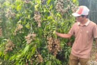 Yulianto Sulap Lahan Jadi Kebun Kelengkeng, Omzet Ratusan Juta (dok.detikjatim/Suparno )