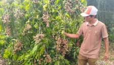 Yulianto Sulap Lahan Jadi Kebun Kelengkeng, Omzet Ratusan Juta (dok.detikjatim/Suparno )