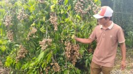 Yulianto Sulap Lahan Jadi Kebun Kelengkeng, Omzet Ratusan Juta (dok.detikjatim/Suparno )