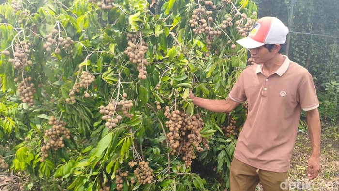 Yulianto Sulap Lahan Jadi Kebun Kelengkeng, Omzet Ratusan Juta (dok.detikjatim/Suparno )