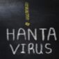Foto: Getty Images/ninitta