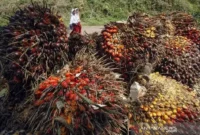 Kementan perketat pengawasan kebun sawit untuk cegah karhutla saat El Nino dan pastikan kesiapan perusahaan menghadapi musim kemarau ekstrem.( Poto : istimewa ).