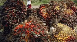 Kementan perketat pengawasan kebun sawit untuk cegah karhutla saat El Nino dan pastikan kesiapan perusahaan menghadapi musim kemarau ekstrem.( Poto : istimewa ).
