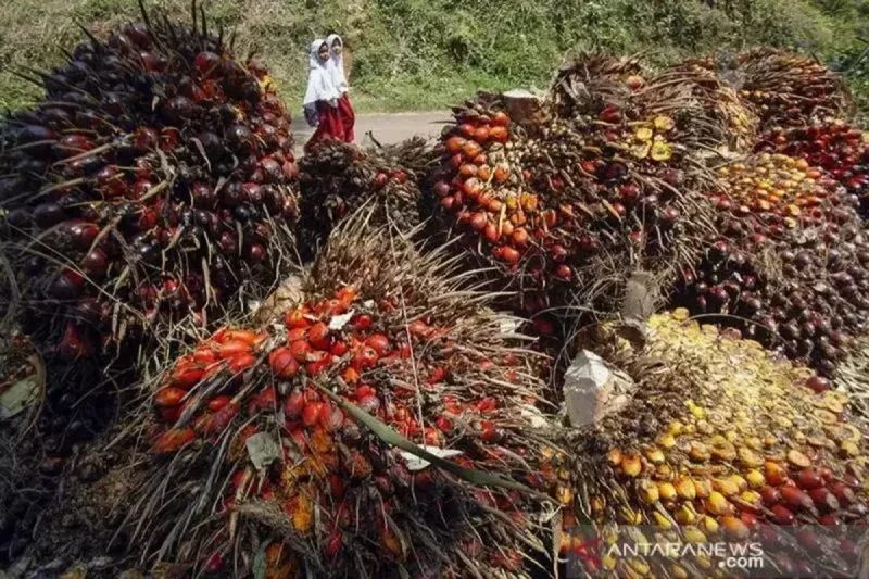 Kementan perketat pengawasan kebun sawit untuk cegah karhutla saat El Nino dan pastikan kesiapan perusahaan menghadapi musim kemarau ekstrem.( Poto : istimewa ).