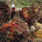 Kementan perketat pengawasan kebun sawit untuk cegah karhutla saat El Nino dan pastikan kesiapan perusahaan menghadapi musim kemarau ekstrem.( Poto : istimewa ).