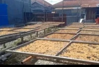 Foto: RRI Sungai Penuh/Asep Sanjaya