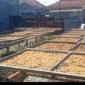 Foto: RRI Sungai Penuh/Asep Sanjaya