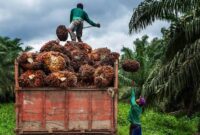 Petani sawit di Jambi membeli pupuk sawit mahal akibat kenaikan dolar AS. ( Poto : Imcnews.id ).