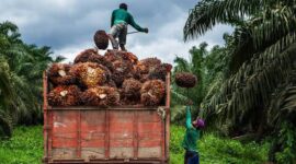 Petani sawit di Jambi membeli pupuk sawit mahal akibat kenaikan dolar AS. ( Poto : Imcnews.id ).