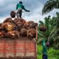 Petani sawit di Jambi membeli pupuk sawit mahal akibat kenaikan dolar AS. ( Poto : Imcnews.id ).
