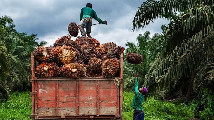 Petani sawit di Jambi membeli pupuk sawit mahal akibat kenaikan dolar AS. ( Poto : Imcnews.id ).