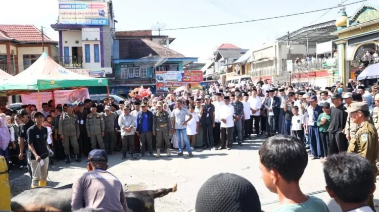 Sapi Kurban 800 Kg dari Presiden RI Tiba di Sungai Penuh,Foto; Asep Sanjaya/RRI Sungai Penuh
